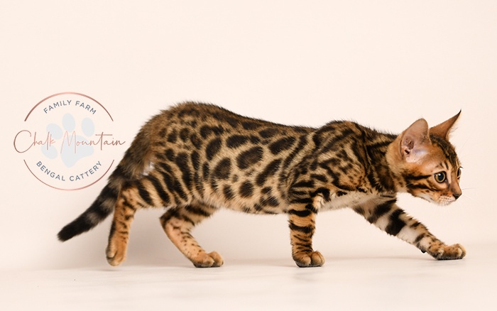 Bengal kitten for sale